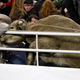 Illustration for article titled Manny Pacquiao, Cam Newton Or A Bull In Edmonton: Who Was The Biggest Winner?